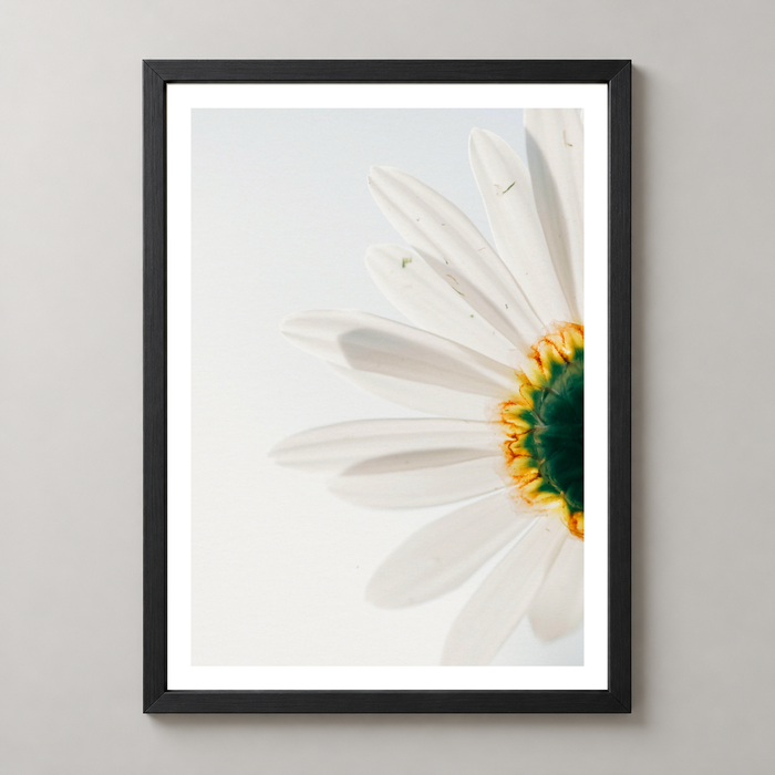 Close-Up Daisy Flower Art Print - Nature Photography
