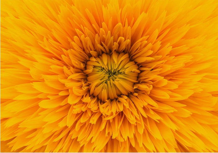 Yellow Flower Up Close