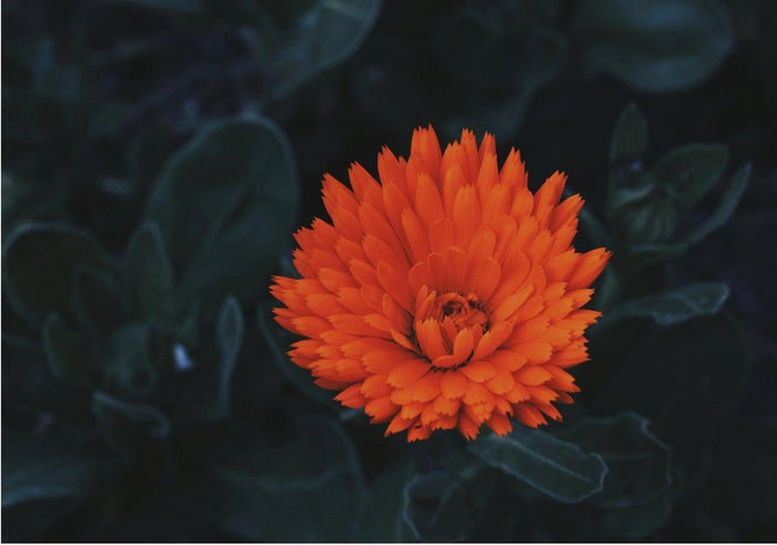 Kabloom | Orange Flower Photography