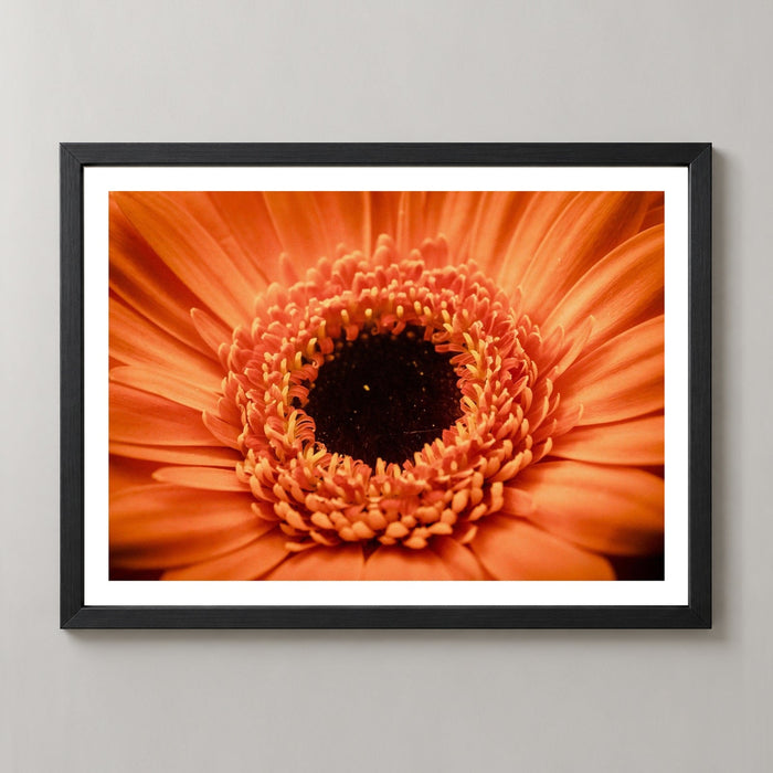 Orange Flower Up Close