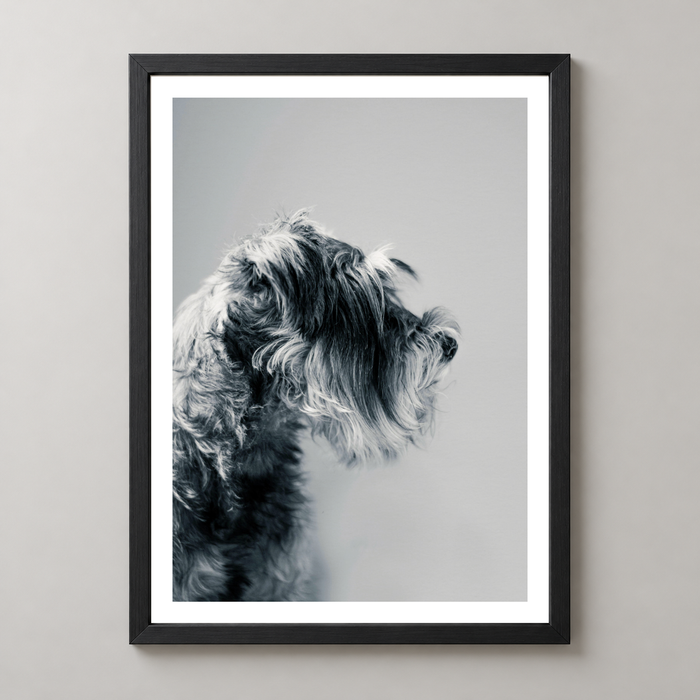 Captivating Canine Portrait - Black and White Dog Art Print