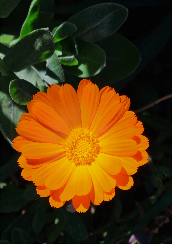 Bright Orange Marigold Flower Art Print - Vibrant Botanical Decor