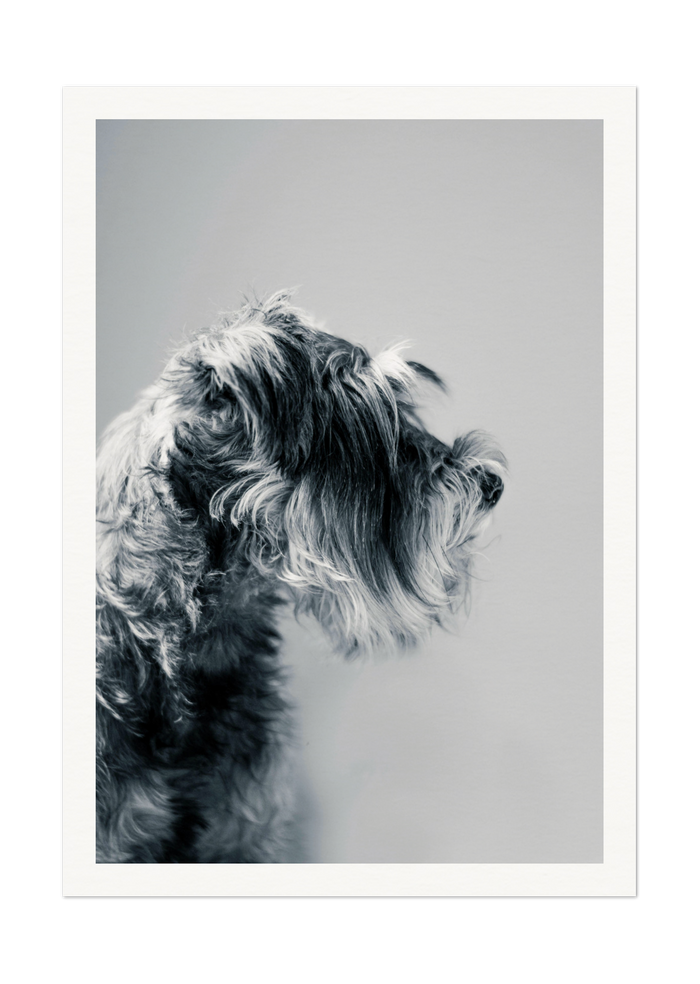 Captivating Canine Portrait - Black and White Dog Art Print