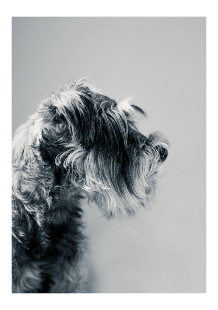 Captivating Canine Portrait - Black and White Dog Art Print