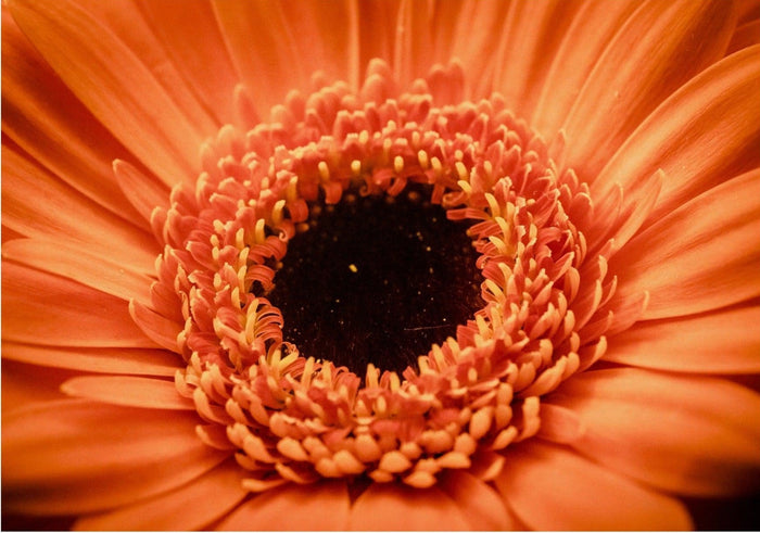 Orange Flower Up Close