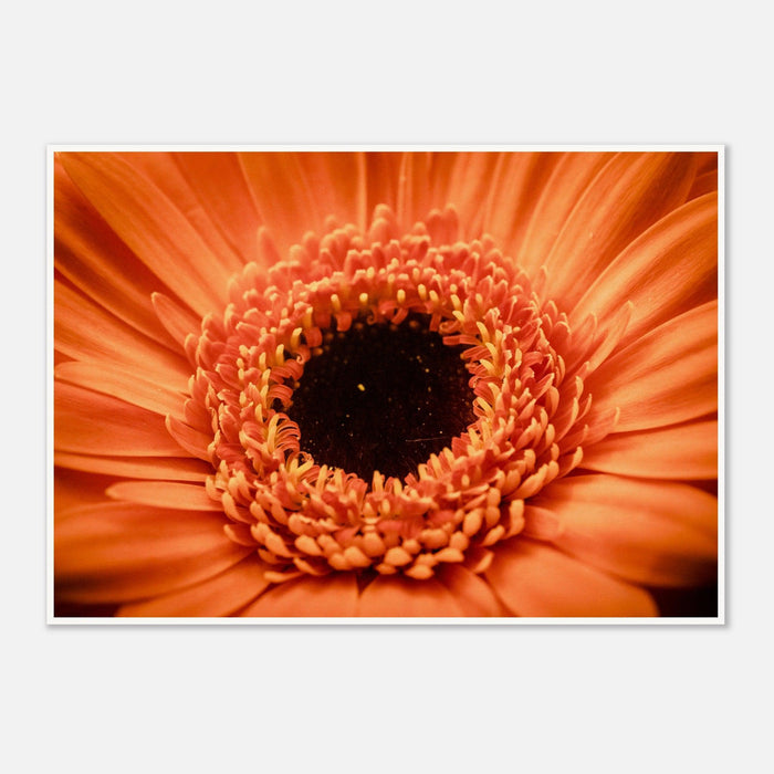 Orange Flower Up Close