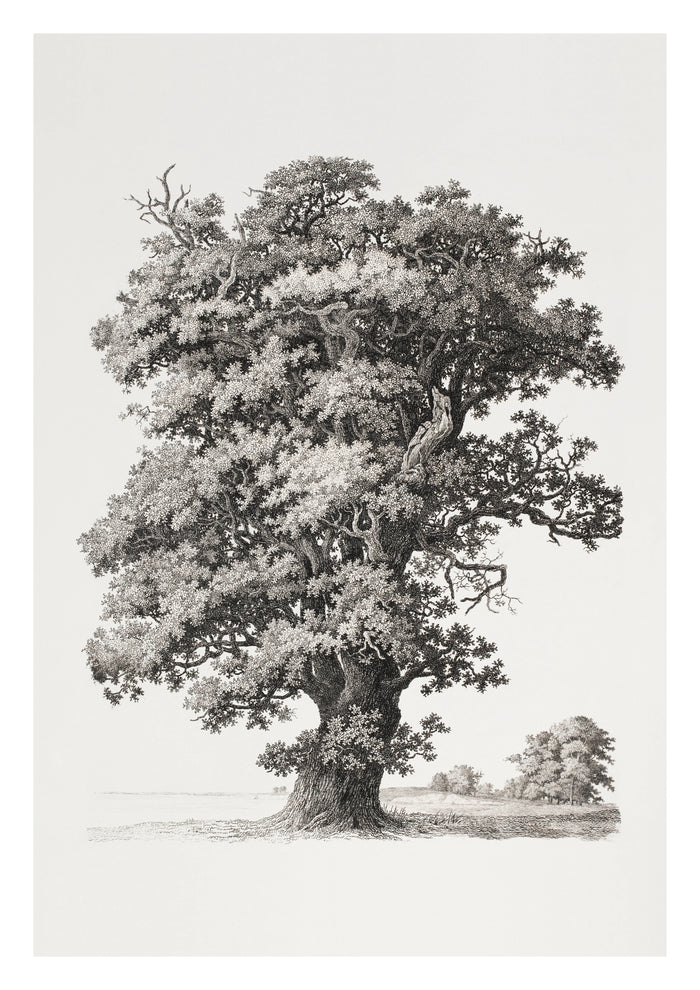 Studies after Nature Tree Art Print by S. H. Petersen