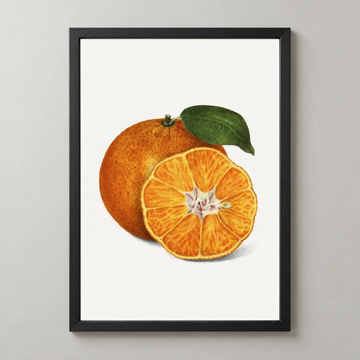 Tangerine Botanical Illustration Art Print