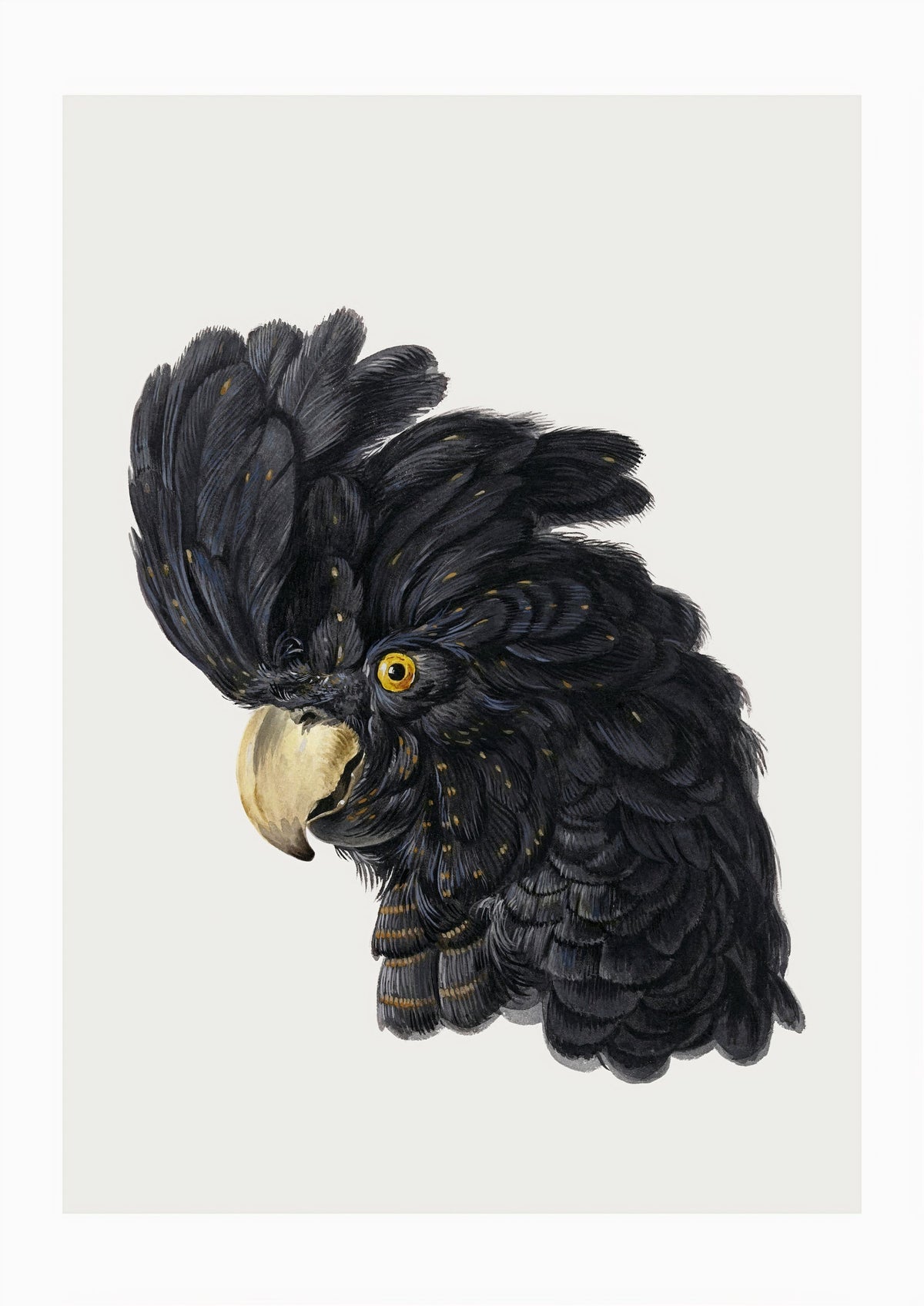 Exquisite Black Cockatoo Art Print - Detailed Ornithological Illustration — poster only, complete unframed artwork