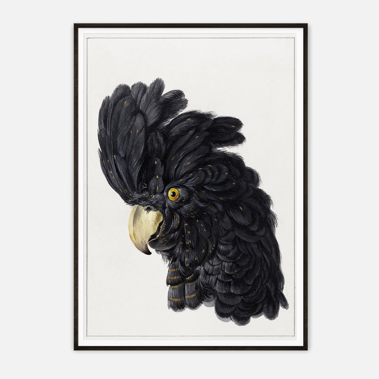 Exquisite Black Cockatoo Art Print - Detailed Ornithological Illustration