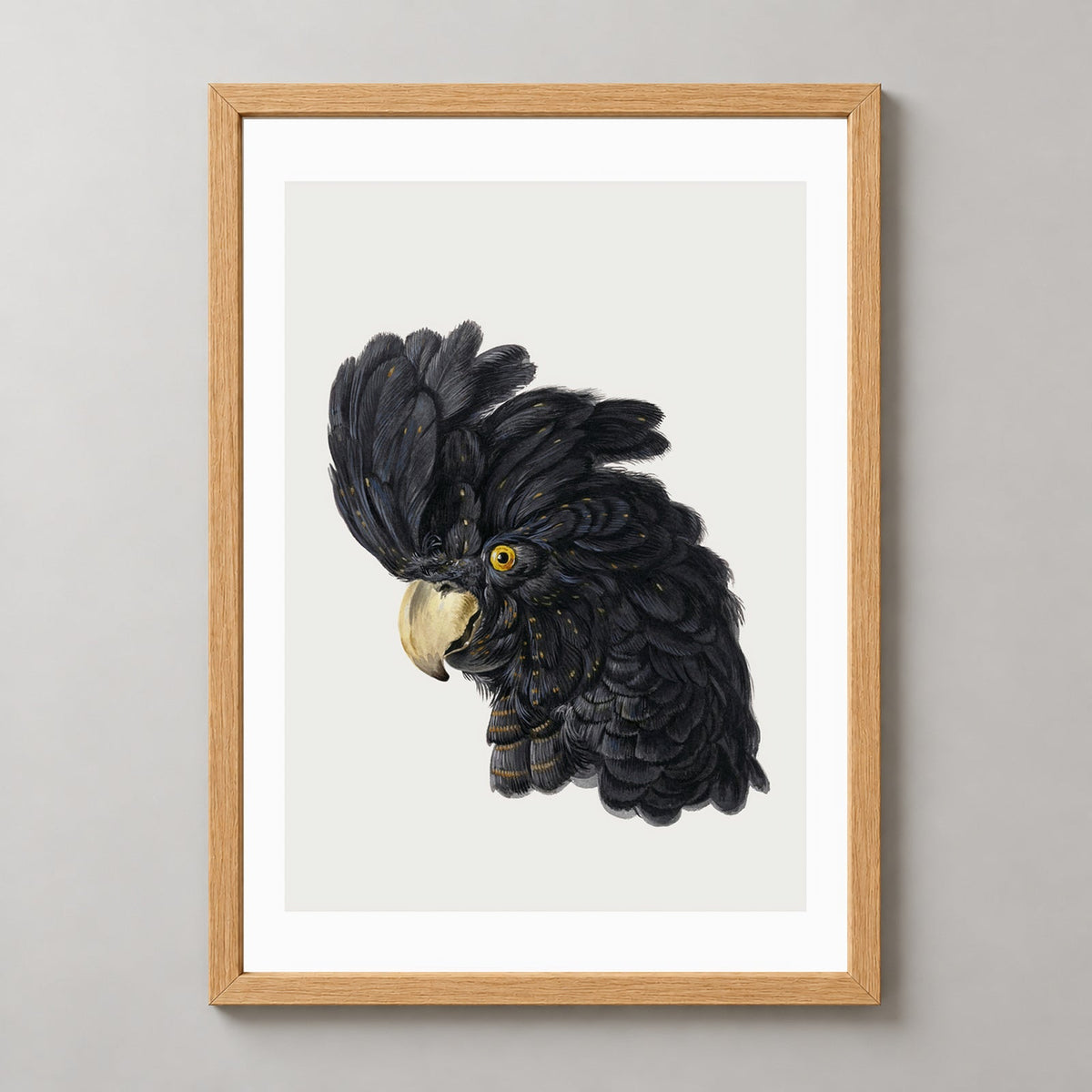 Exquisite Black Cockatoo Art Print - Detailed Ornithological Illustration — realistic natural wood frame studio view