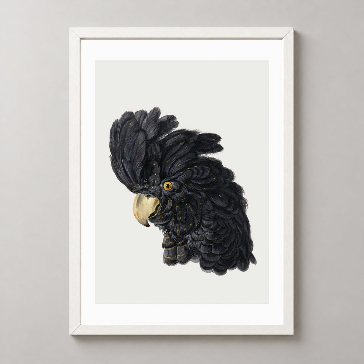 Exquisite Black Cockatoo Art Print - Detailed Ornithological Illustration — realistic white frame studio view