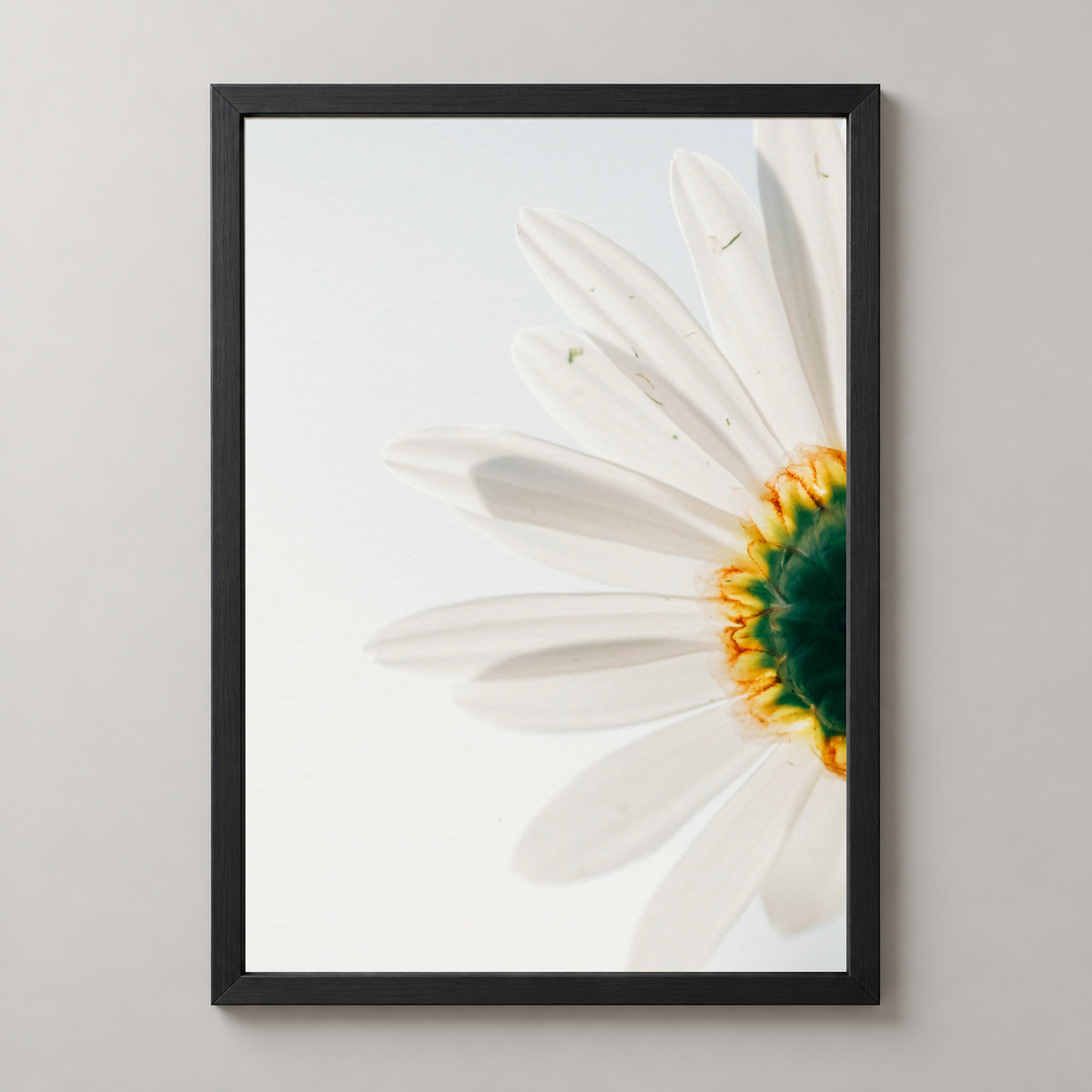 Close-Up Daisy Flower Art Print - Nature Photography — realistic black frame studio view