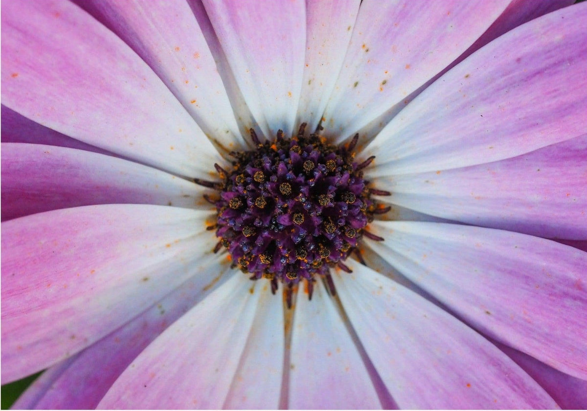 Violet Pollen — poster only, complete unframed artwork