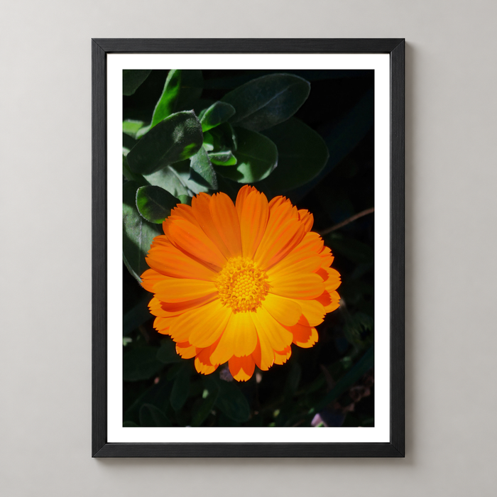 Bright Orange Marigold Flower Art Print - Vibrant Botanical Decor