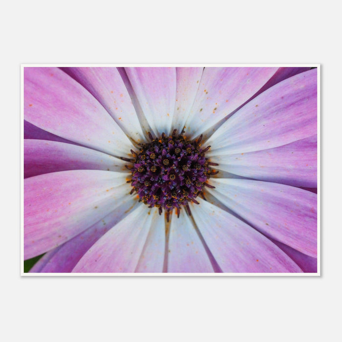 Violet Pollen