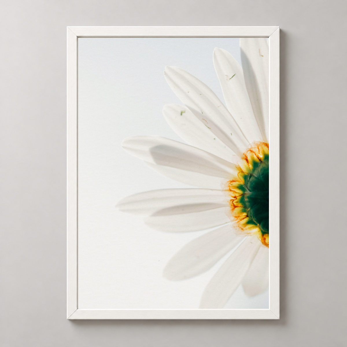 Close-Up Daisy Flower Art Print - Nature Photography — realistic white frame studio view