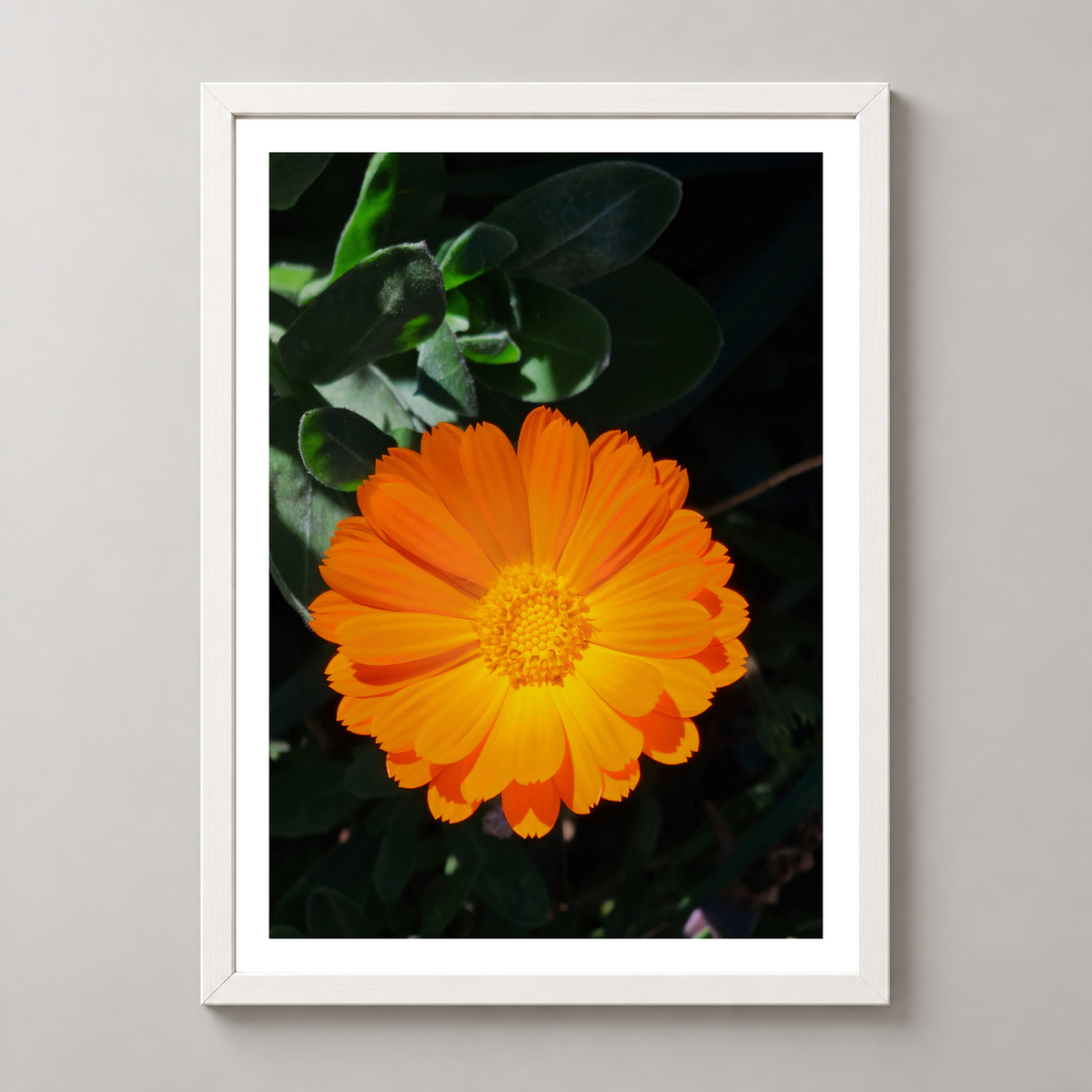Bright Orange Marigold Flower Art Print - Vibrant Botanical Decor — realistic white frame studio view with white border