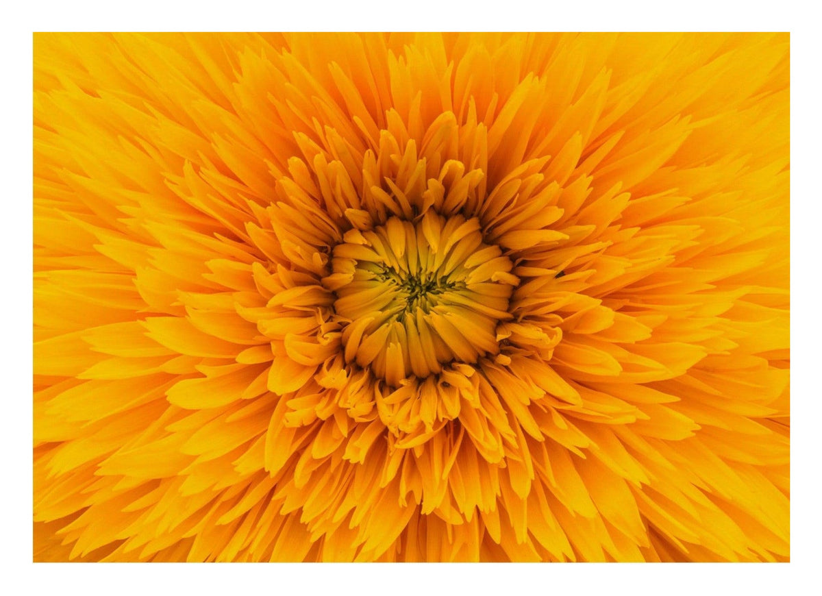 Yellow Flower Up Close — poster only, complete unframed artwork with white border