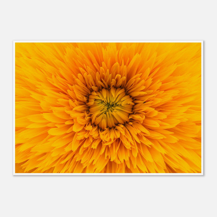 Yellow Flower Up Close
