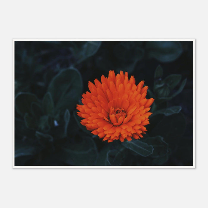 Kabloom | Orange Flower Photography