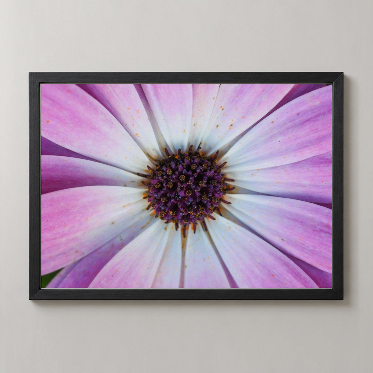 Violet Pollen — realistic black frame studio view