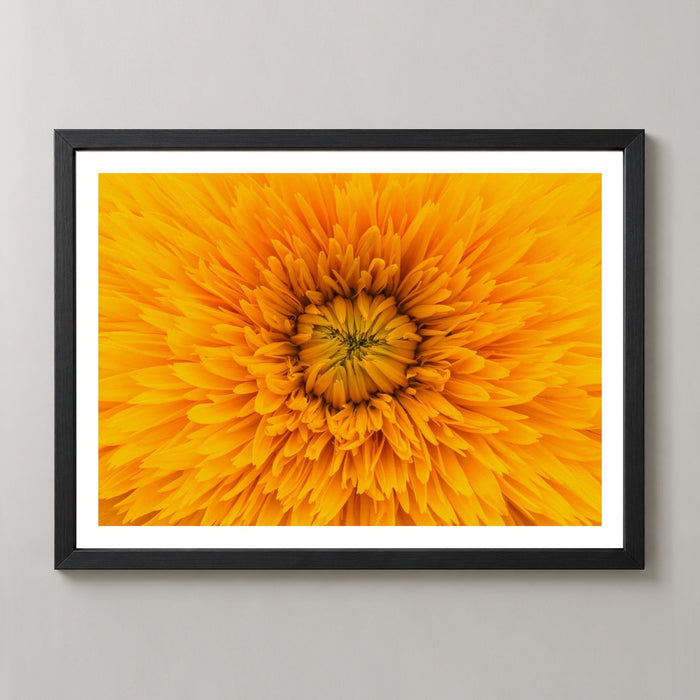 Yellow Flower Up Close