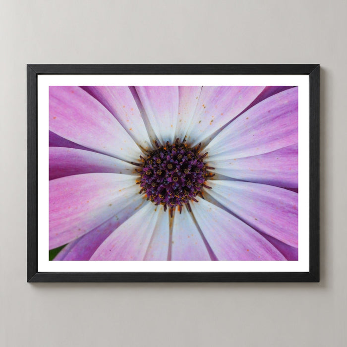 Violet Pollen