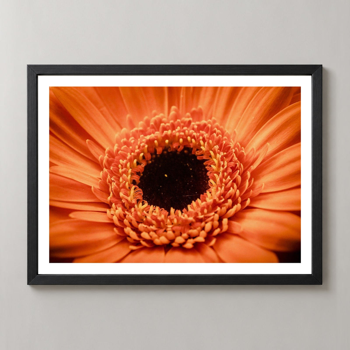 Orange Flower Up Close — realistic black frame studio view with white border
