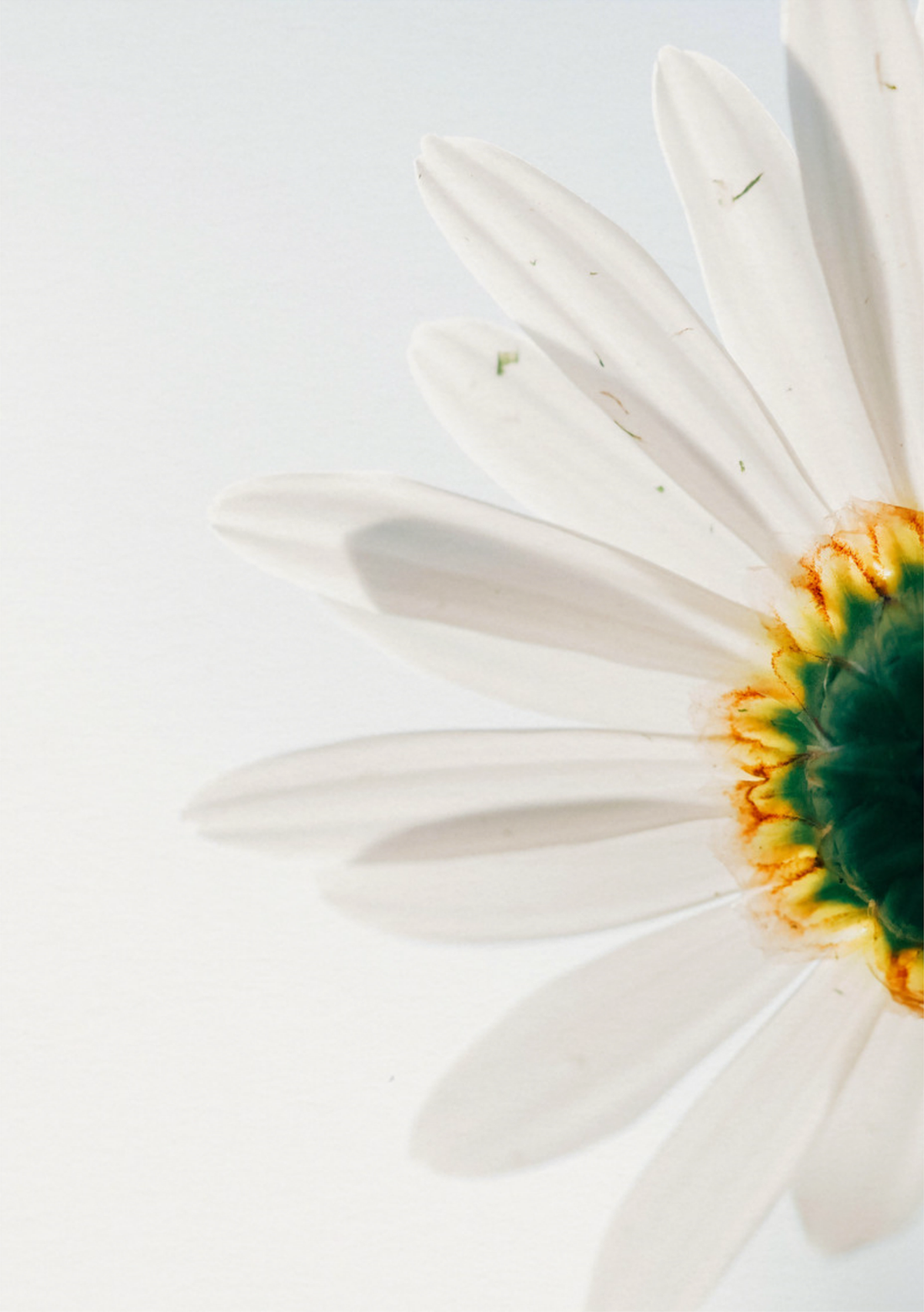 Close-Up Daisy Flower Art Print - Nature Photography — poster only, complete unframed artwork