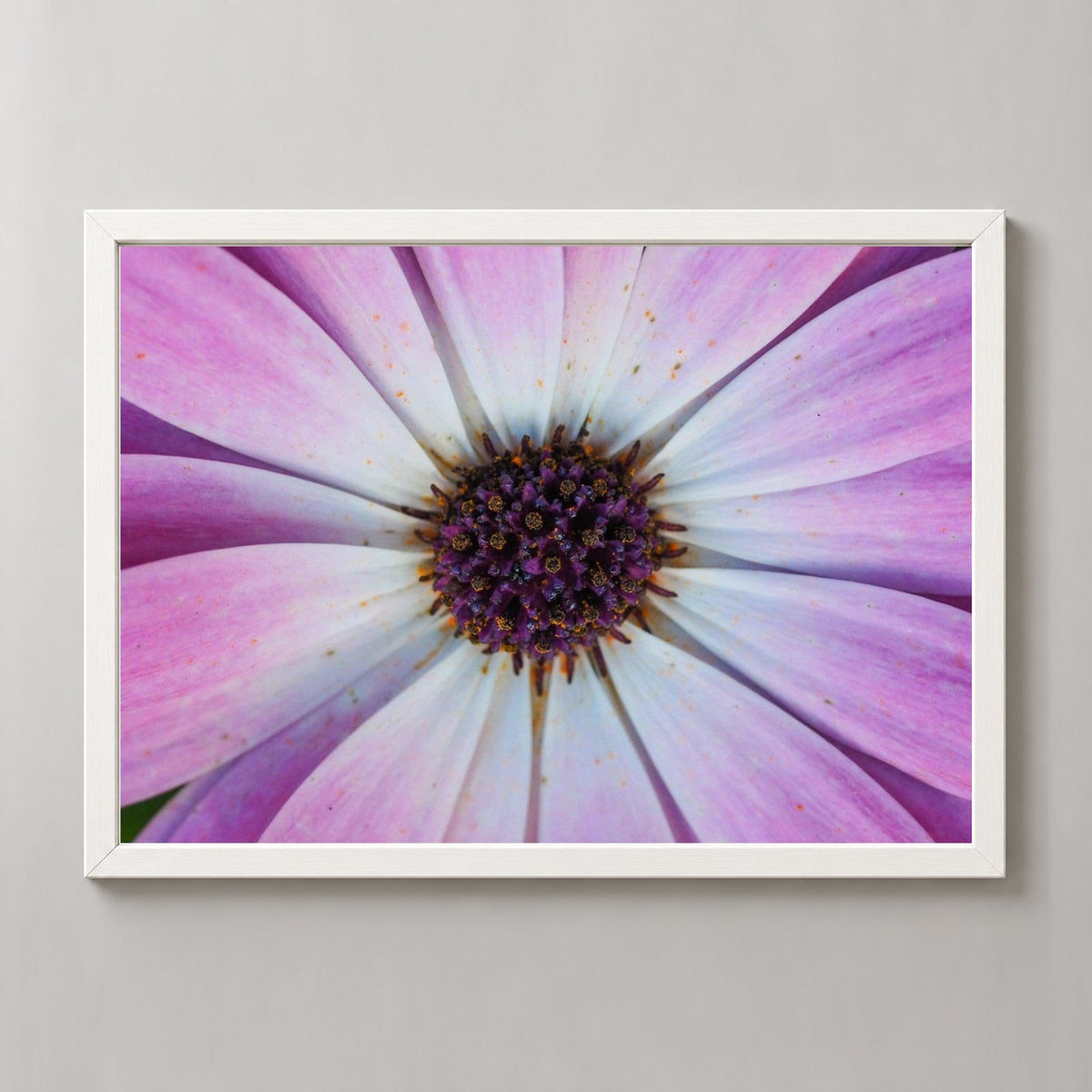 Violet Pollen — realistic white frame studio view