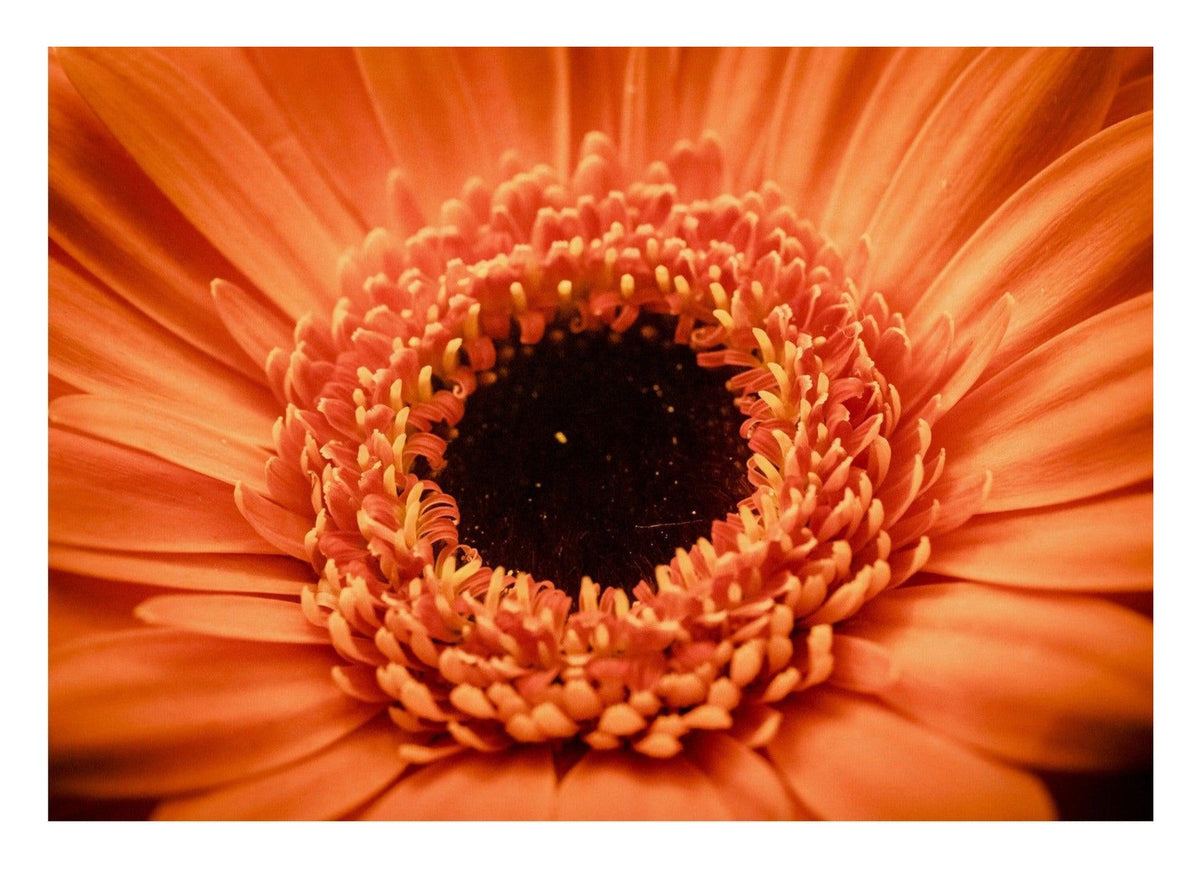 Orange Flower Up Close — poster only, complete unframed artwork with white border