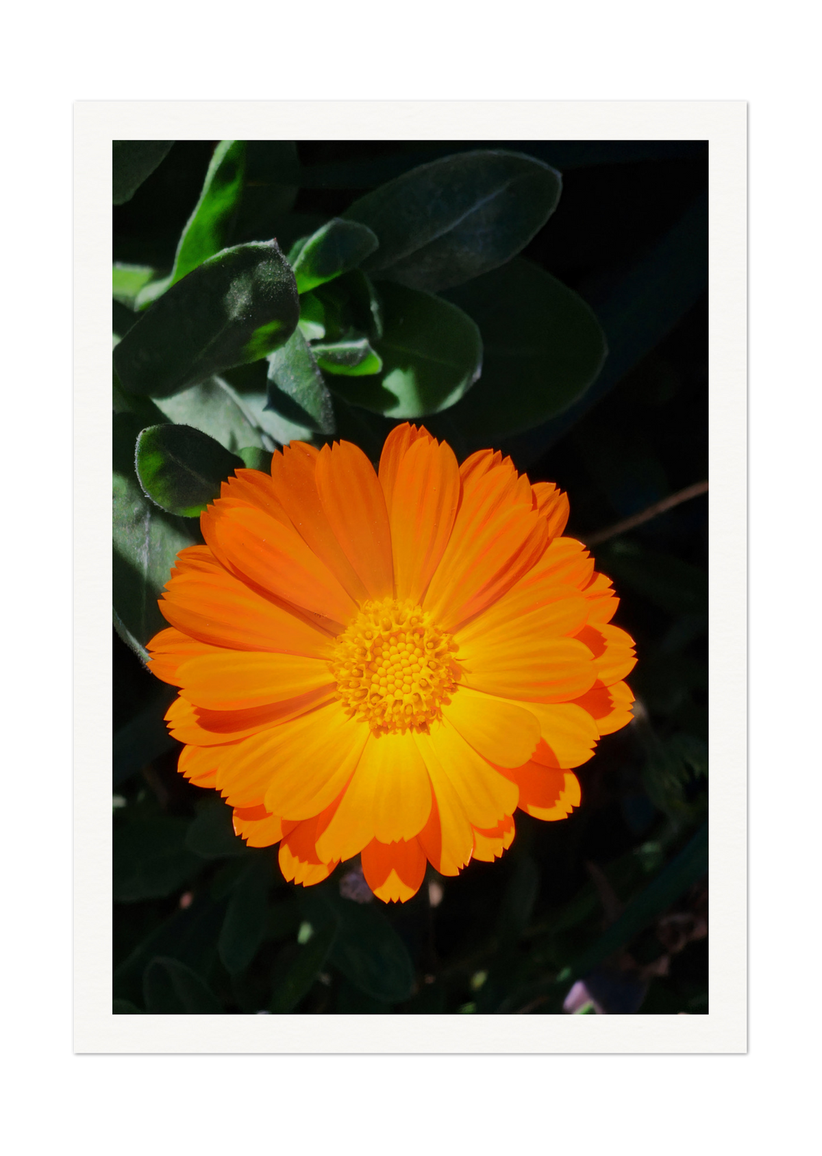 Bright Orange Marigold Flower Art Print - Vibrant Botanical Decor