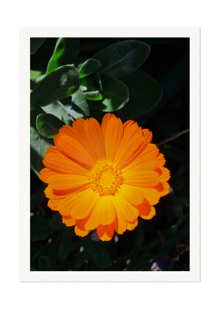 Bright Orange Marigold Flower Art Print - Vibrant Botanical Decor