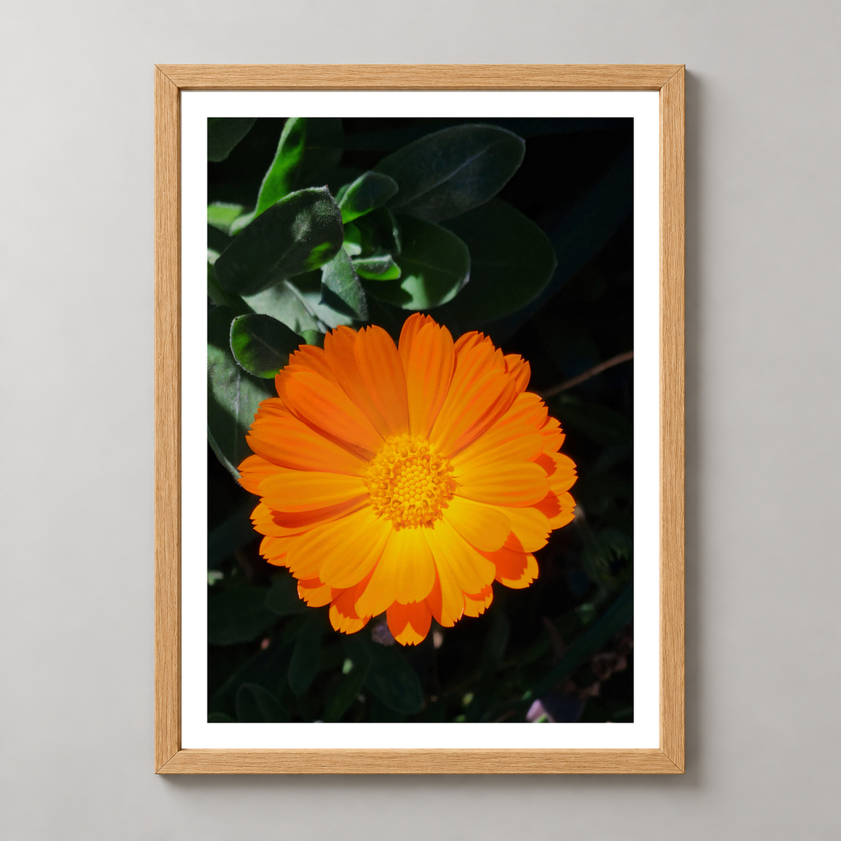 Bright Orange Marigold Flower Art Print - Vibrant Botanical Decor — realistic natural wood frame studio view with white border