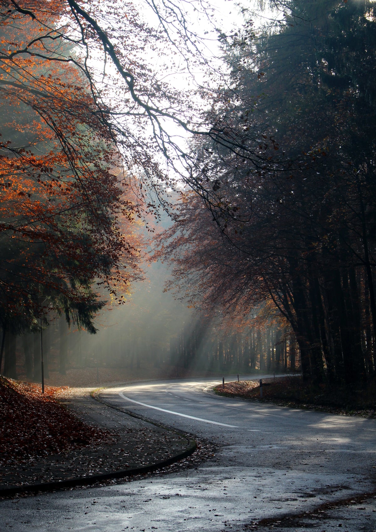 Autumn Forest Photographic Art Print — front view in a black frame