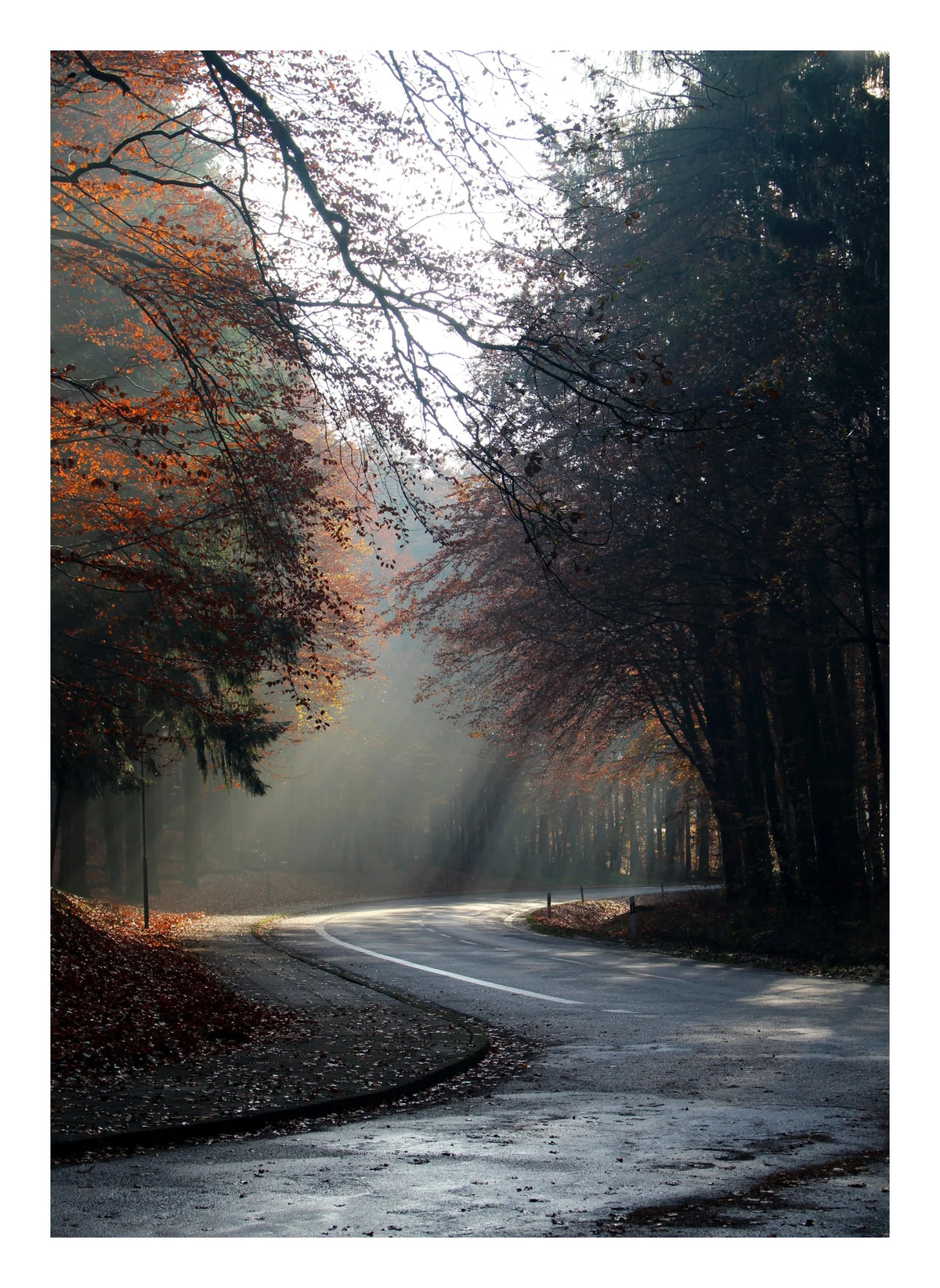 Autumn Forest Photographic Art Print — poster only, complete unframed artwork with white border