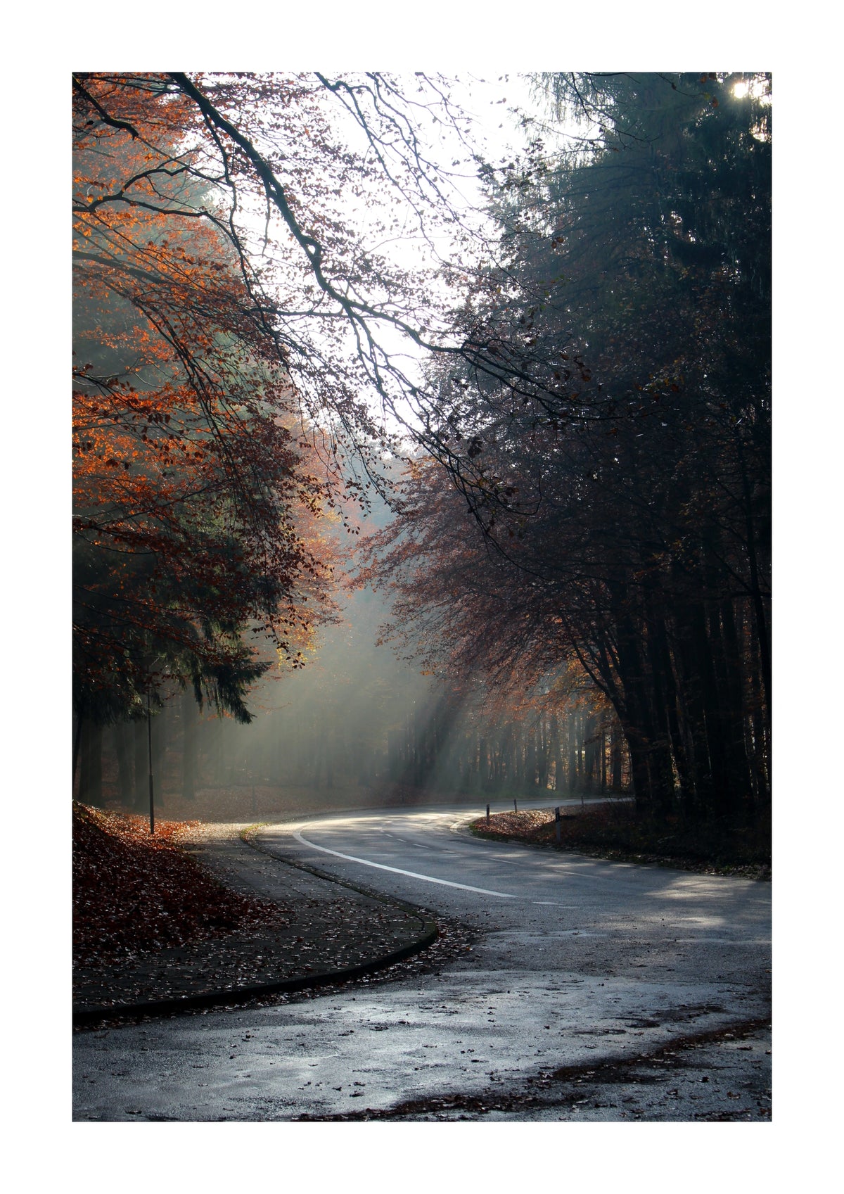 Autumn Forest Photographic Art Print. An autumn woodland scene brings the changing season indoors