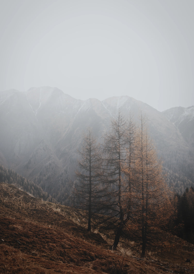 Autumn Mist Mountain Forest Photographic Print. Bare branches emerge through soft mountain mist in this quiet autumn photograph