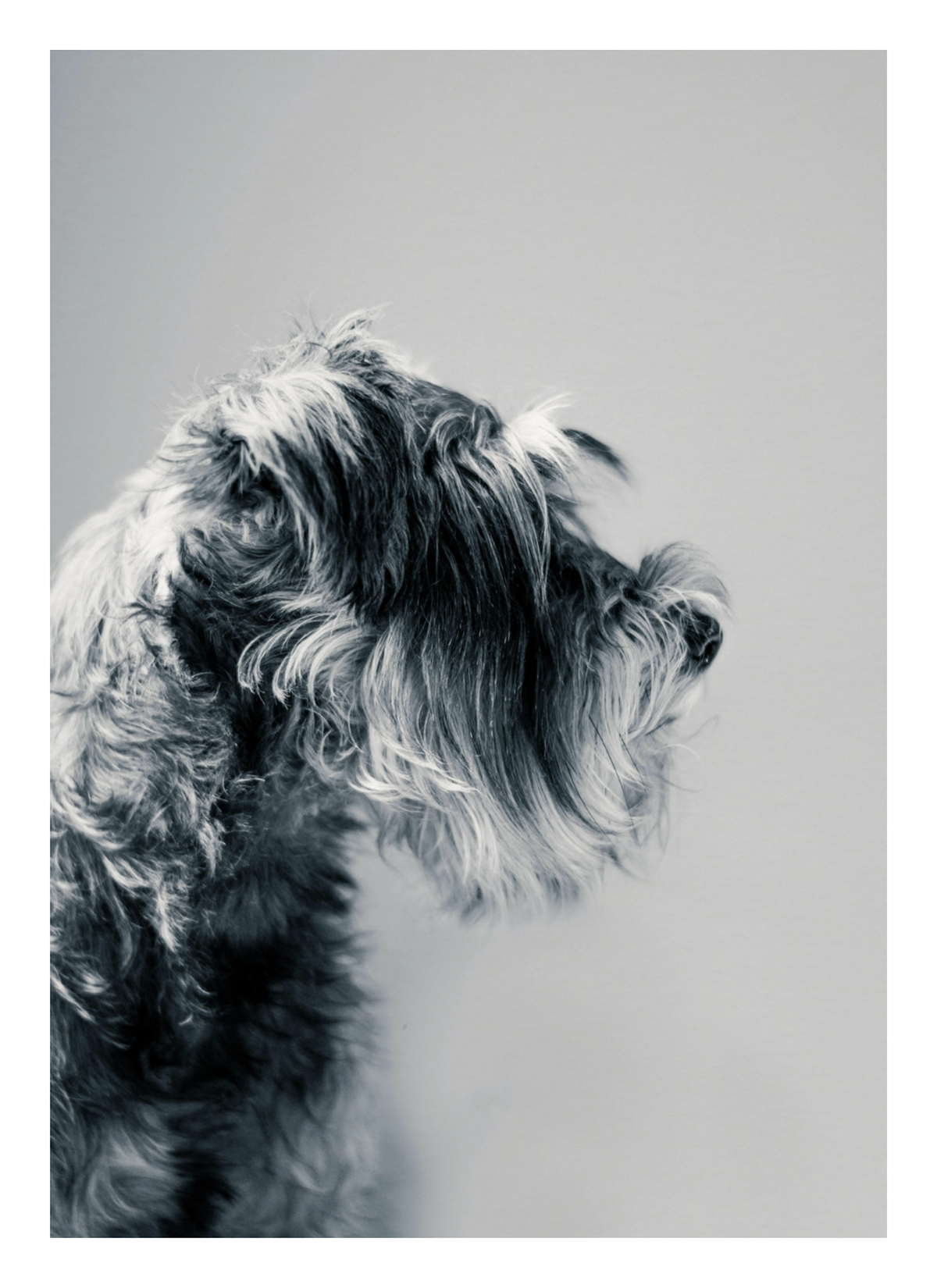 Captivating Canine Portrait - Black and White Dog Art Print — poster only, complete unframed artwork with white border