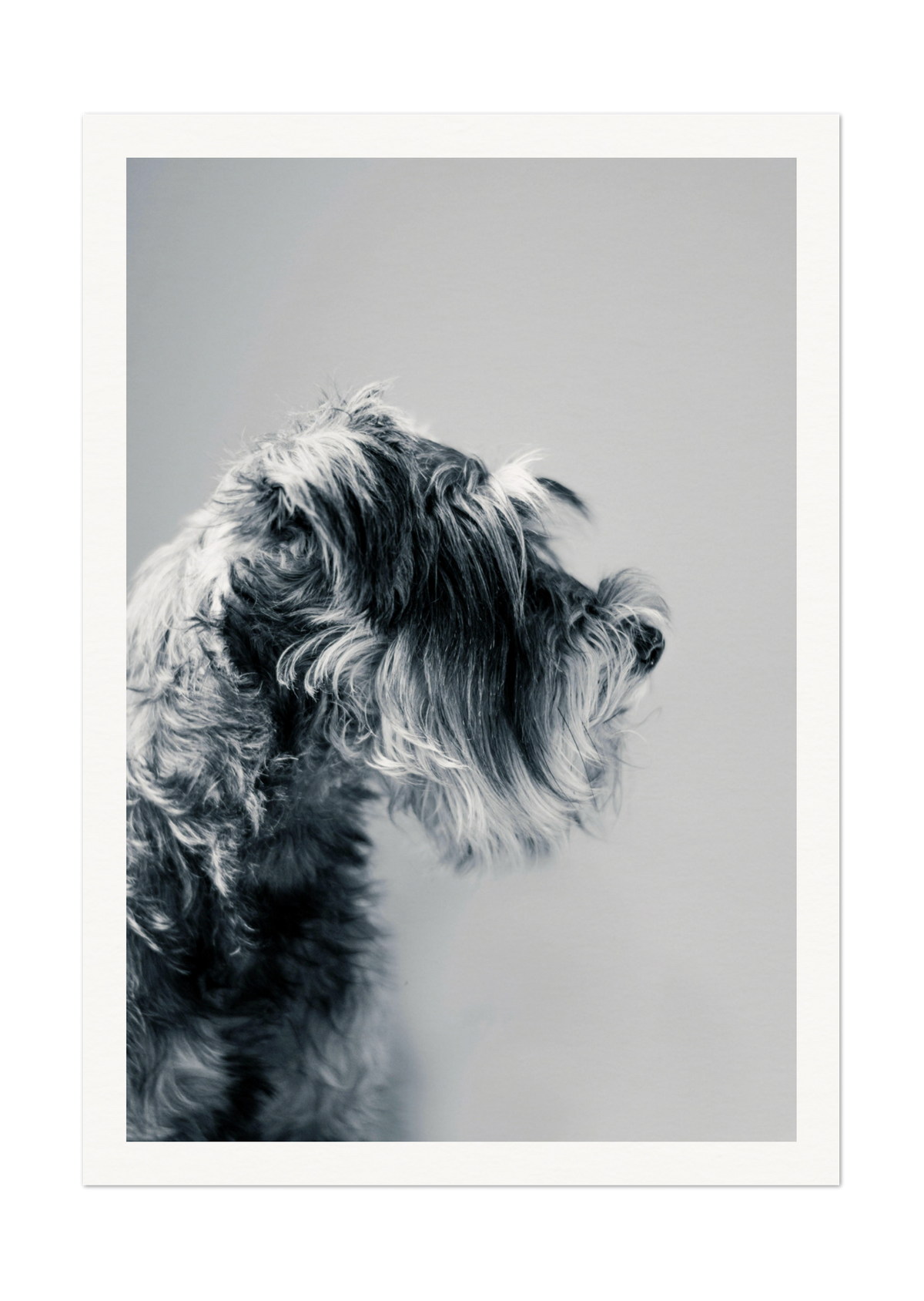 Captivating Canine Portrait - Black and White Dog Art Print