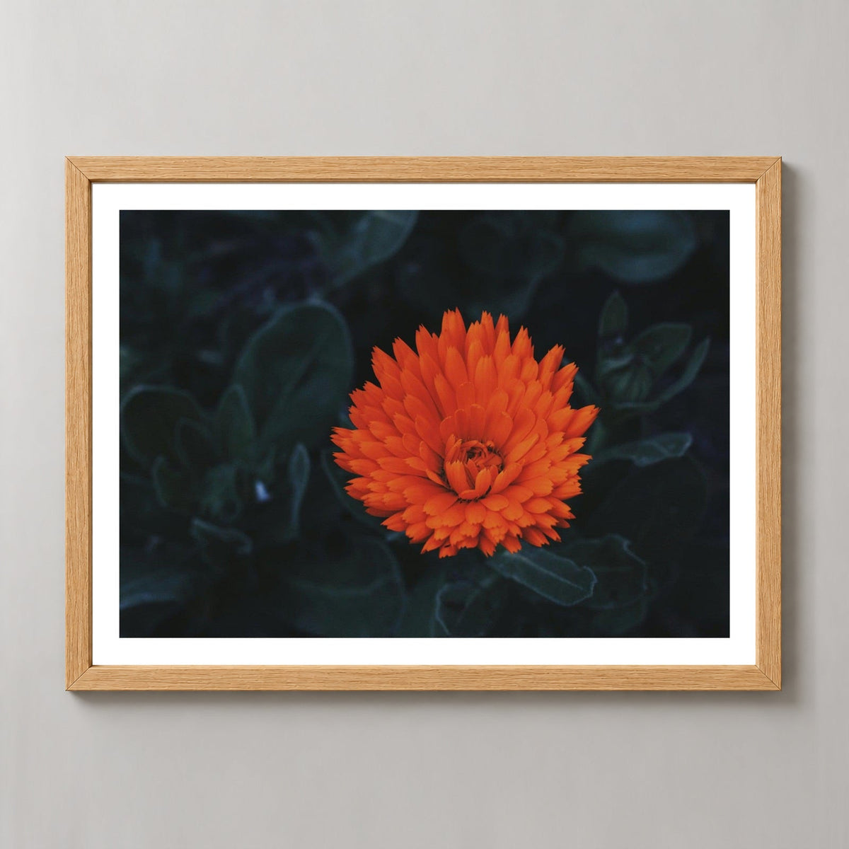 Kabloom | Orange Flower Photography — realistic natural wood frame studio view with white border