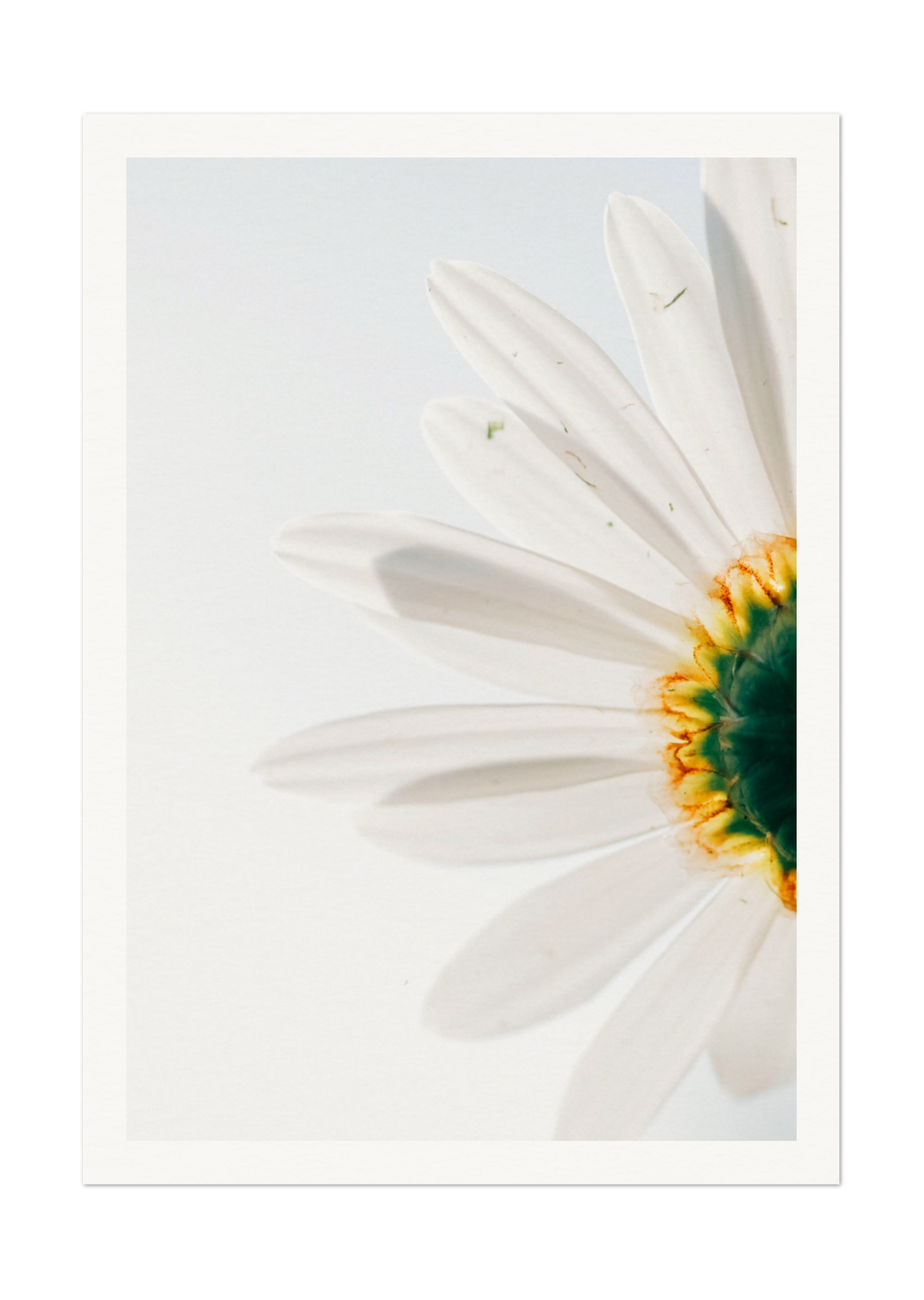 Close-Up Daisy Flower Art Print - Nature Photography