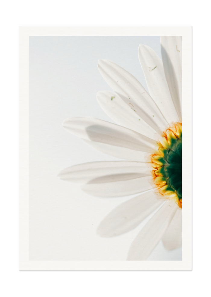 Close-Up Daisy Flower Art Print - Nature Photography