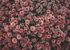 Dark Pink Dahlia Flowers Photographic Print — full-bleed artwork with no printed border.