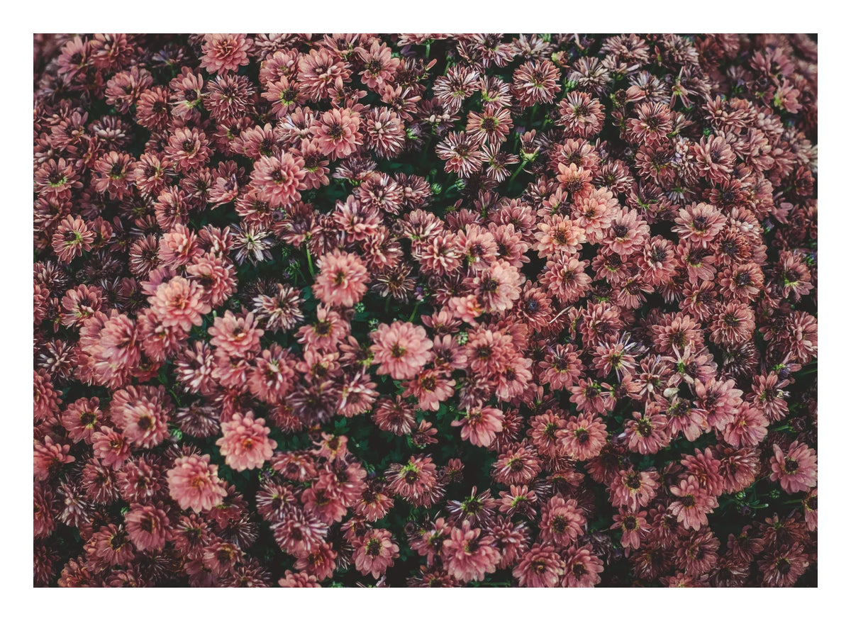 Dark Pink Dahlia Flowers Photographic Print — poster only, complete unframed artwork with white border