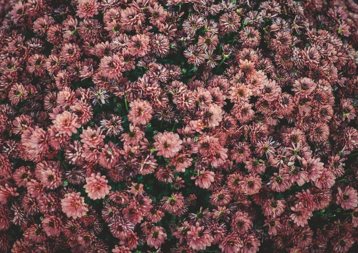 Dark Pink Dahlia Flowers Photographic Print