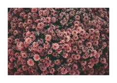 Dark Pink Dahlia Flowers Photographic Print. An overhead view turns a dense bed of dark pink flowers into an almost patterned composition