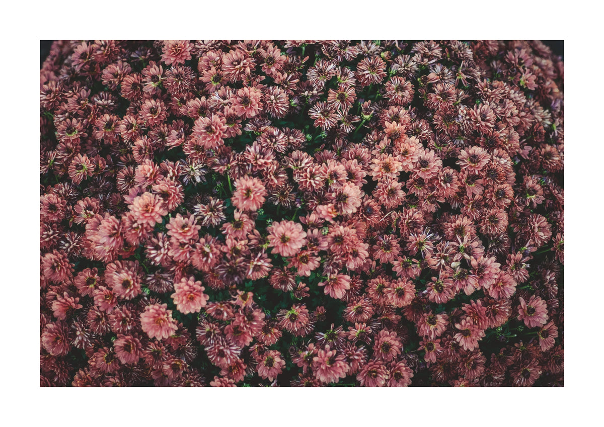 Dark Pink Dahlia Flowers Photographic Print. An overhead view turns a dense bed of dark pink flowers into an almost patterned composition