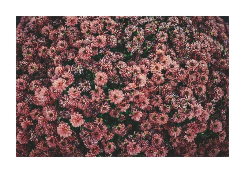 Dark Pink Dahlia Flowers Photographic Print. An overhead view turns a dense bed of dark pink flowers into an almost patterned composition